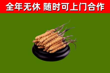 枣庄市烟酒回收冬虫夏草.jpg